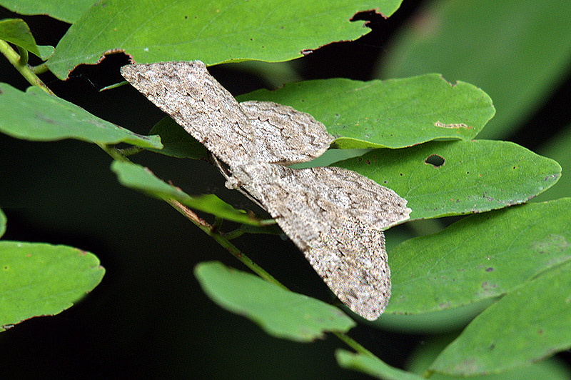 Hypomecis punctinalis